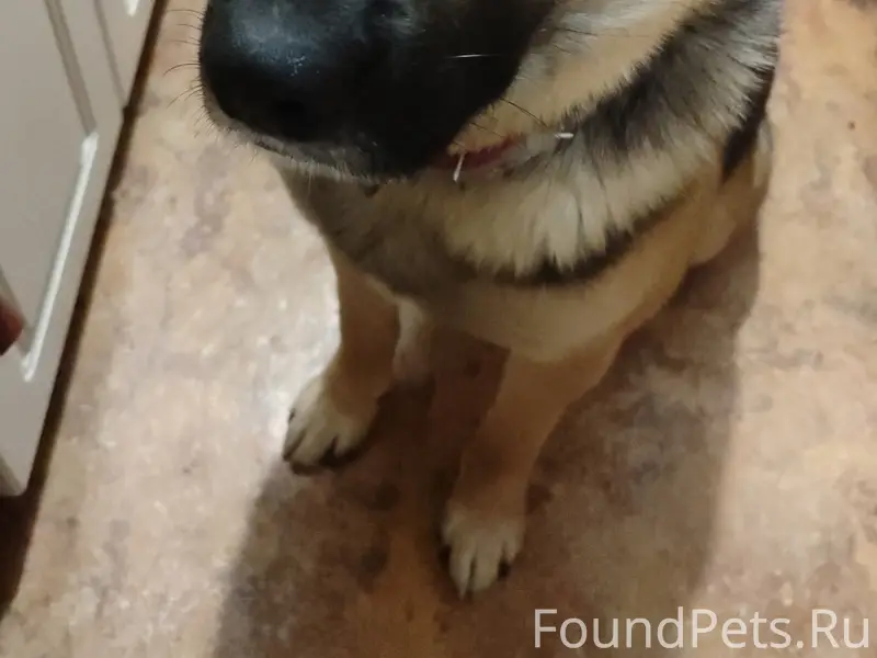 Пропал кабель Арчи, улица Социалистическая