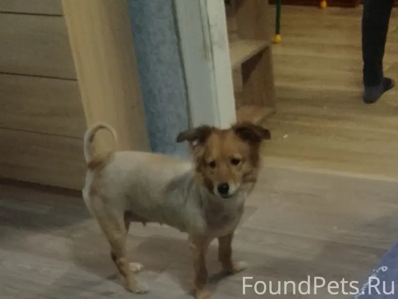 Найден метис, район универмага