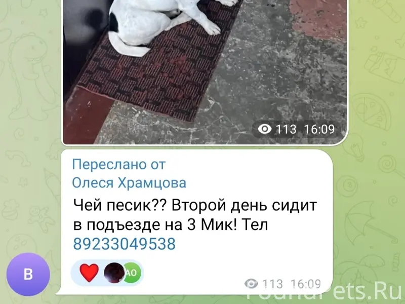 Пропала собака, Ачинск