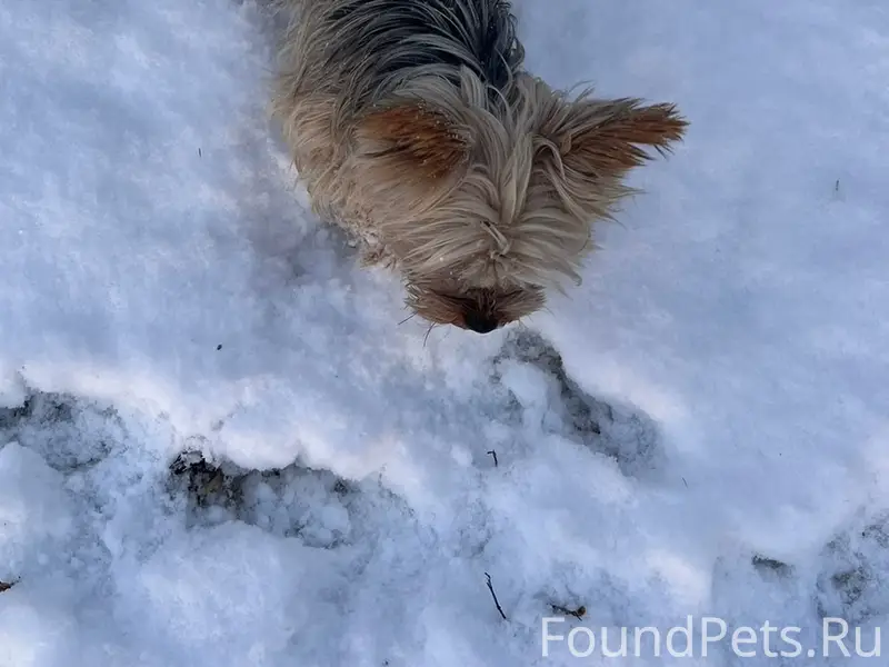 Пропал пёс, слепой, ст. Переясловская