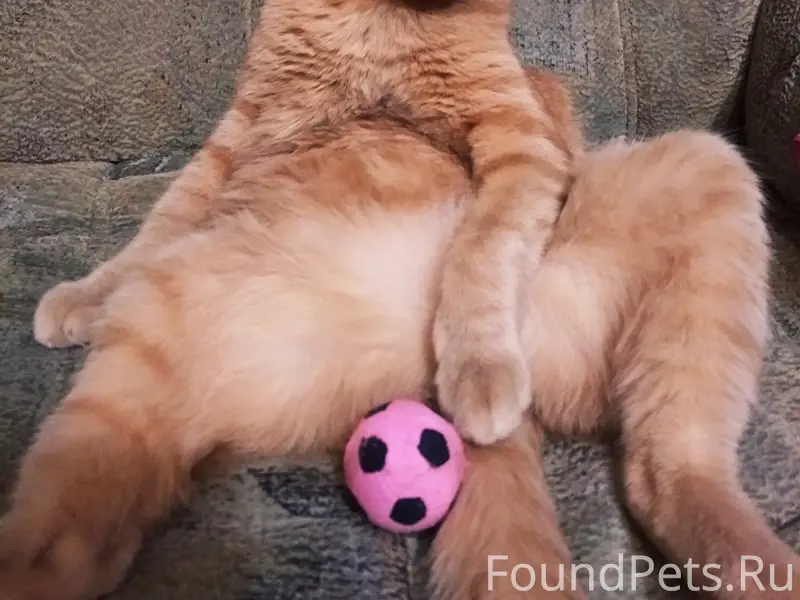 Пропал кот, район строителей