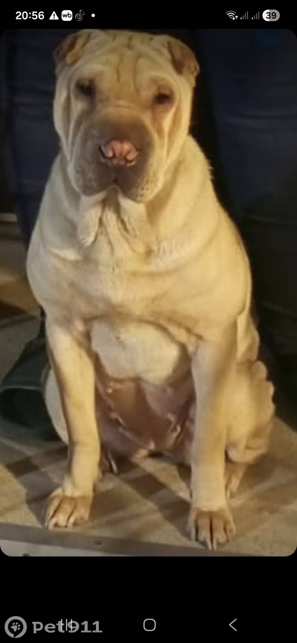 Пропала собака шарпей, Волжский