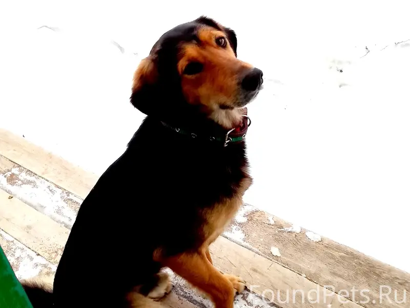 Пропали собаки, село им. Бабушкина