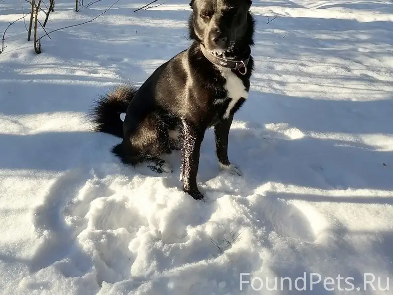 Пропал пёс Джек, Сормовский парк