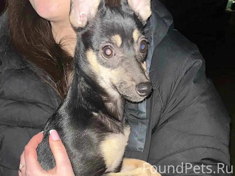 Найден пёс, 9-й мкр