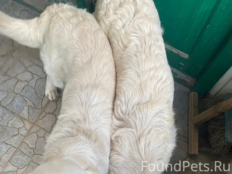 Найден метис лабрадора, ул. Парковая