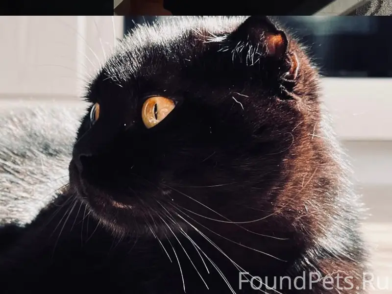 Пропала кошка Ума, район библиотеки Рыжкова