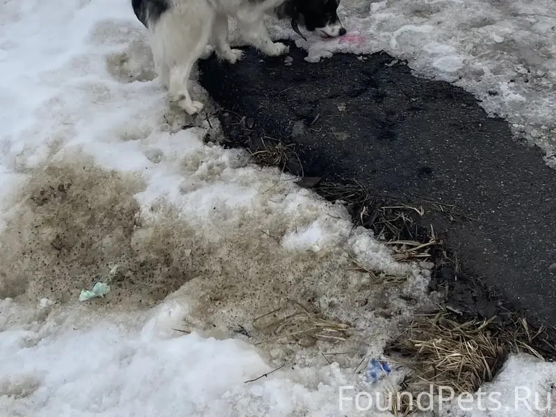 Найден пёс, Большие Калмыки