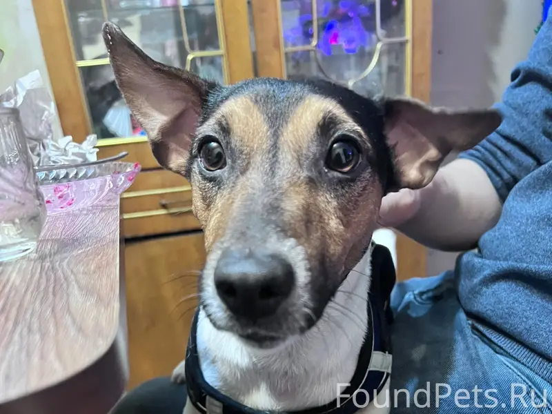 Пропал Джек, район улицы Глушкова, 5