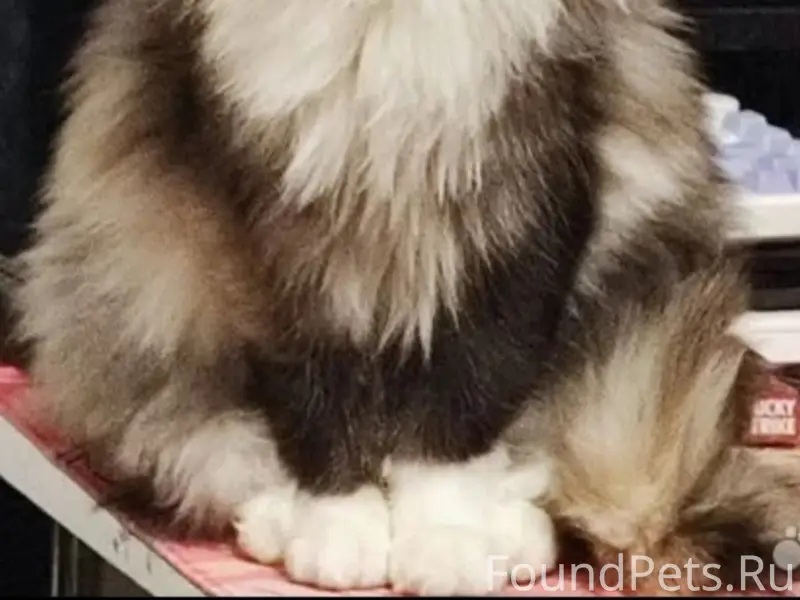 Найдена кошка, Зеленоград, 8 район