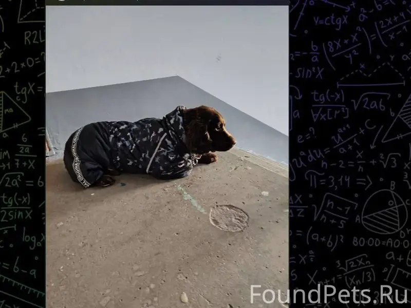 Коричневая собака в синем комбинезоне