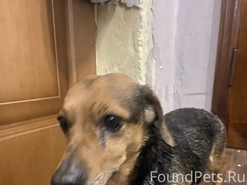 Найден тип собака, район ул. Ушинского