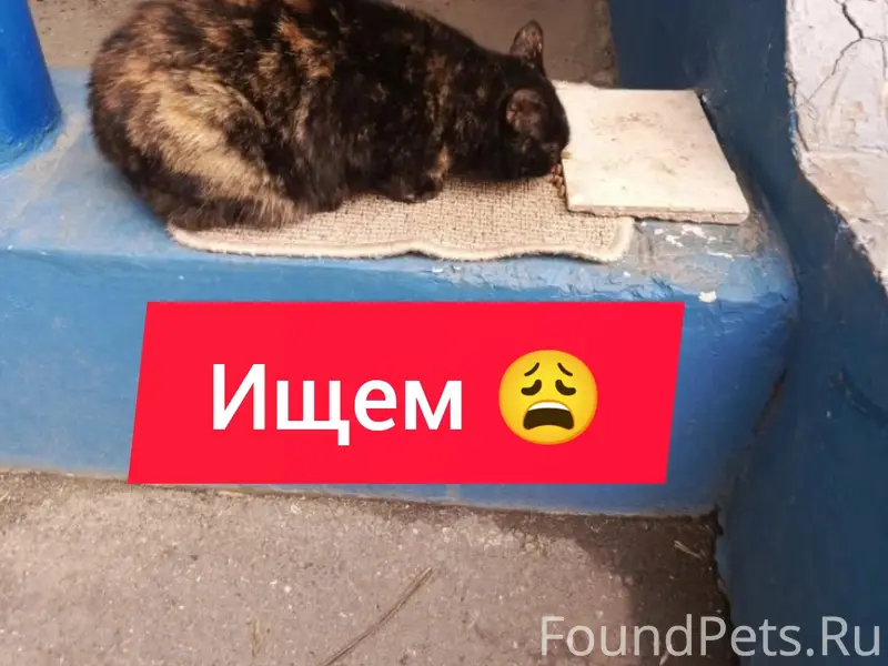 Пропала кошка Рябушка, Пашковка, Краснодар