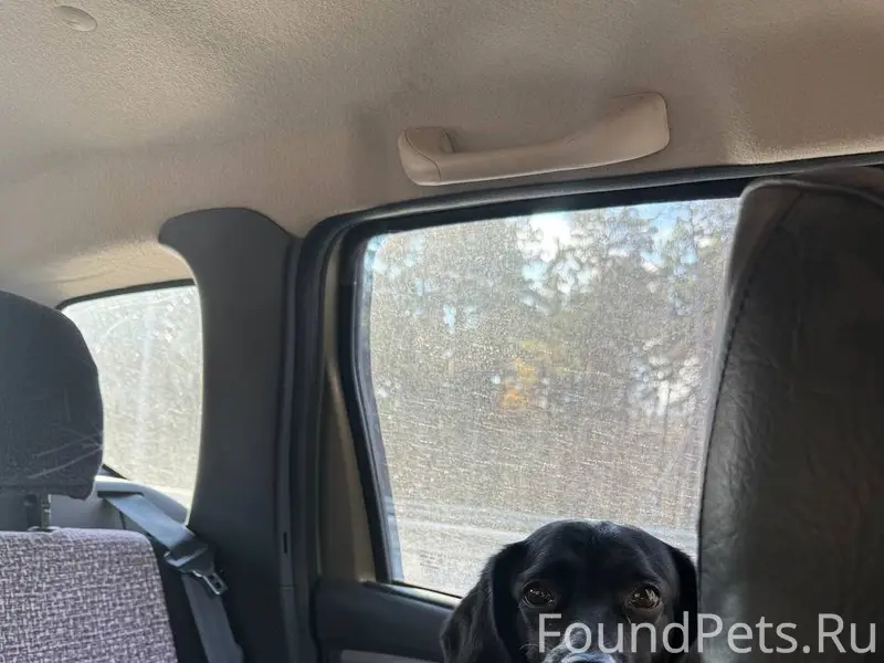 Пропал Чип, посёлок Фатеевка