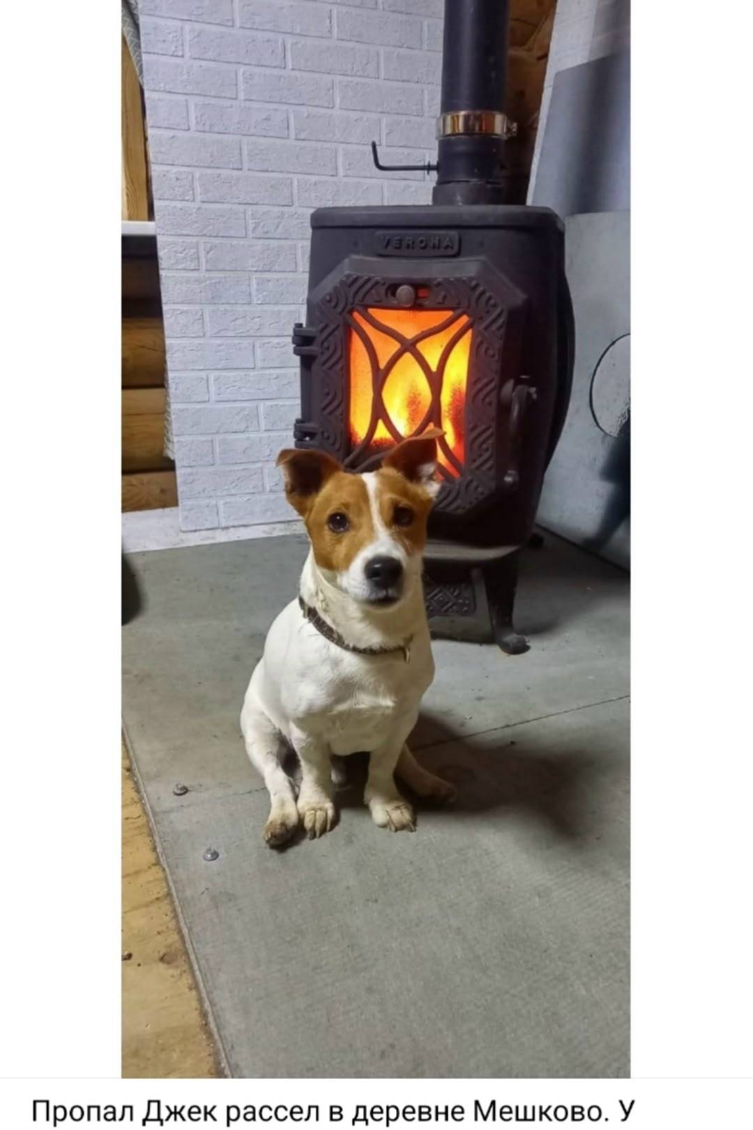 Пропал Джек рассел Орик, деревня Мешково
