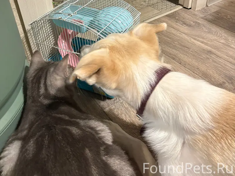 Пропала собака, район Рижский-Балтийская