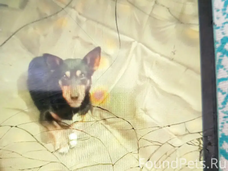 Пропал Косолапый, Михайловск