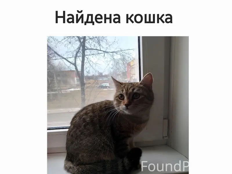 Найдена домашняя кошка