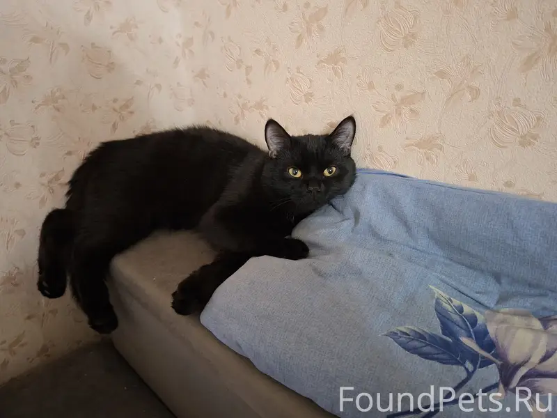 Найден черный котик, Комсомольская