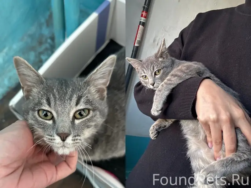 Найден котёнок мальчик, 3 месяца, подъезд