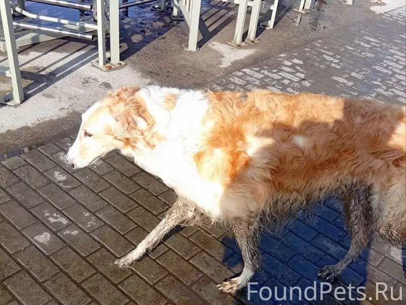 Пропала собака, производство