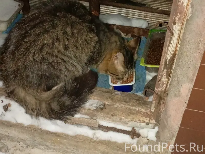 Пропала полупушистая кошка, район Маяковского-Сталеваров