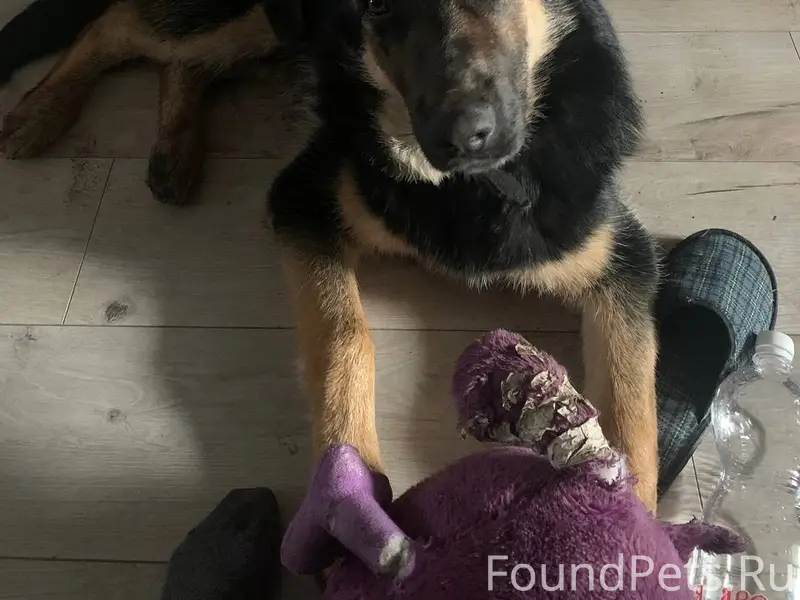 Пропала собака, Шигоны