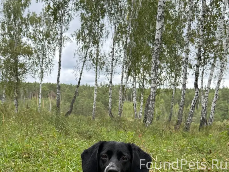 Пропал Чип, похож на таксу, поселок Фадеевка