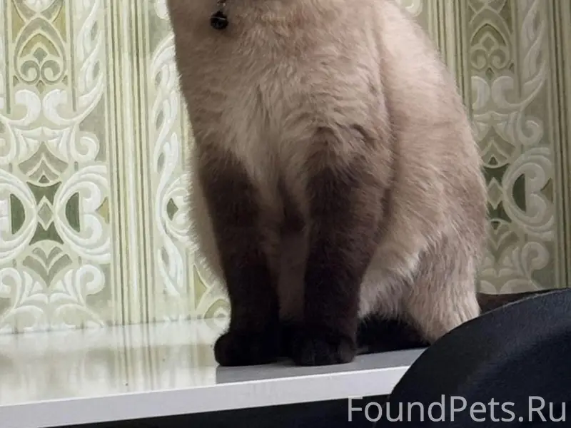 Пропал кот Лемик, Чкалова 12