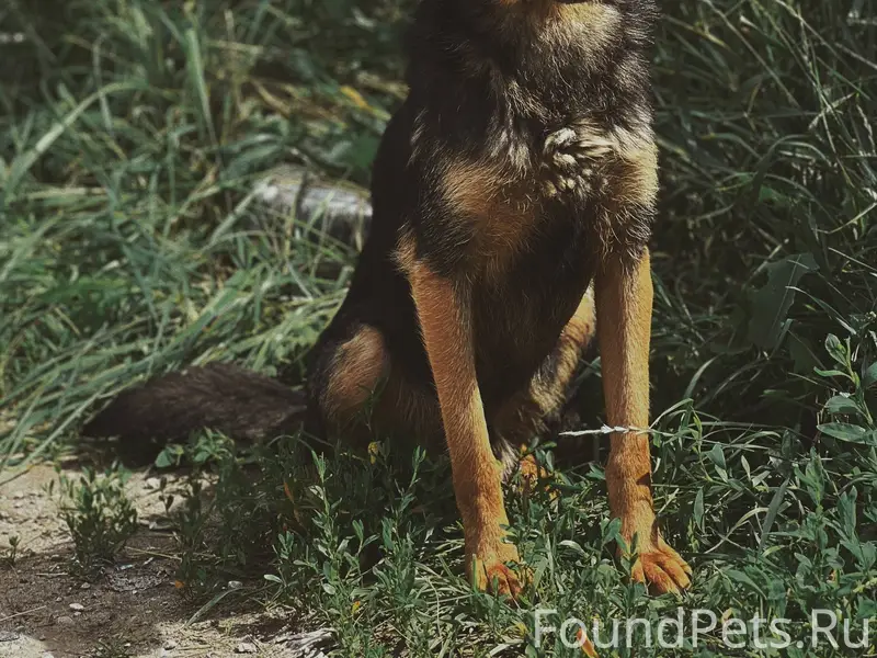 Найден пёс Перчик, Самара