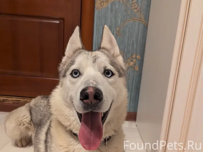 Найден хаски, Семилуки