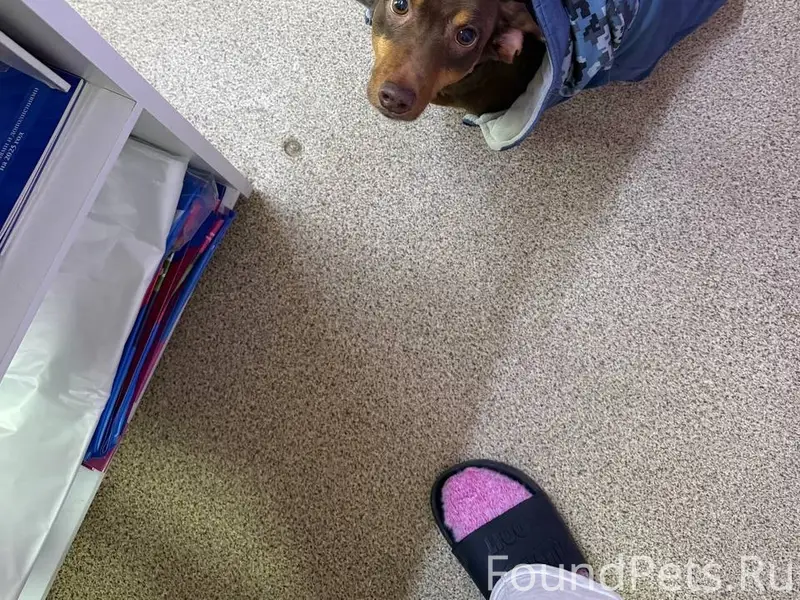 Найден тип собака, левый берег, Дмитриева 20