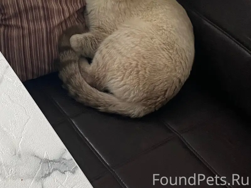 Пропал кот Цезарь, район бывшего молокозавода