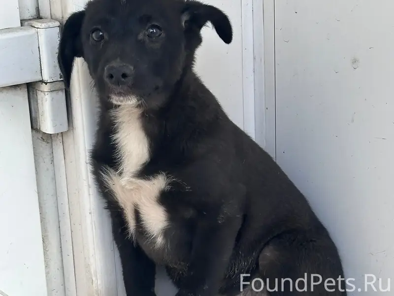 Найден щенок, возле магазина 24 часа