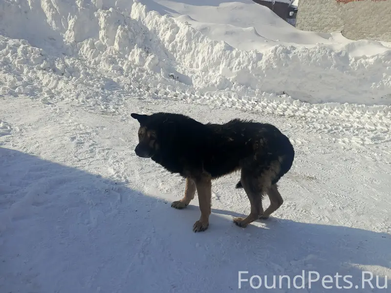 Найден пёс, Воткинск, гаражный кооператив 11