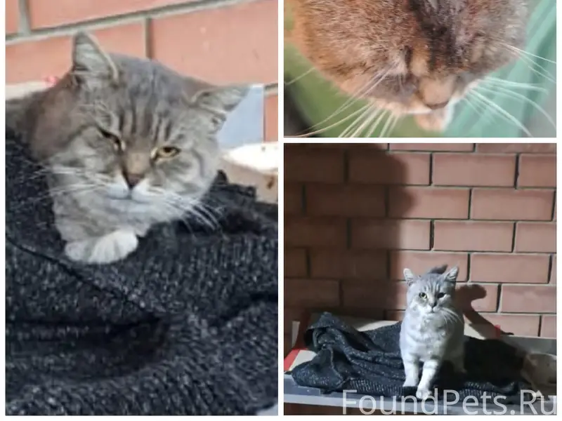 Пропал кот, п. Новый, Георгиевск