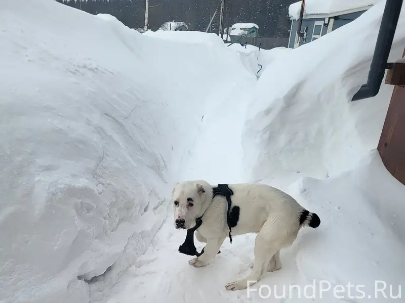 Найден щенок, похож на алабая, Третий мкрн