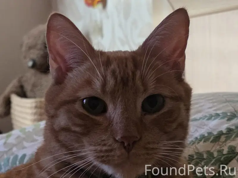 Пропал рыжий кот, Малое Исаково