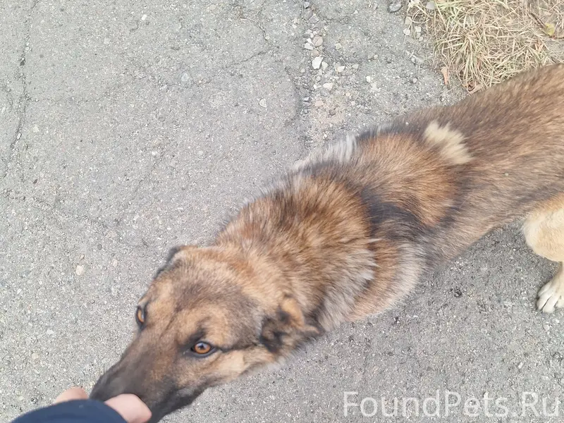 Пропала собака, район УПЦ и Переезд