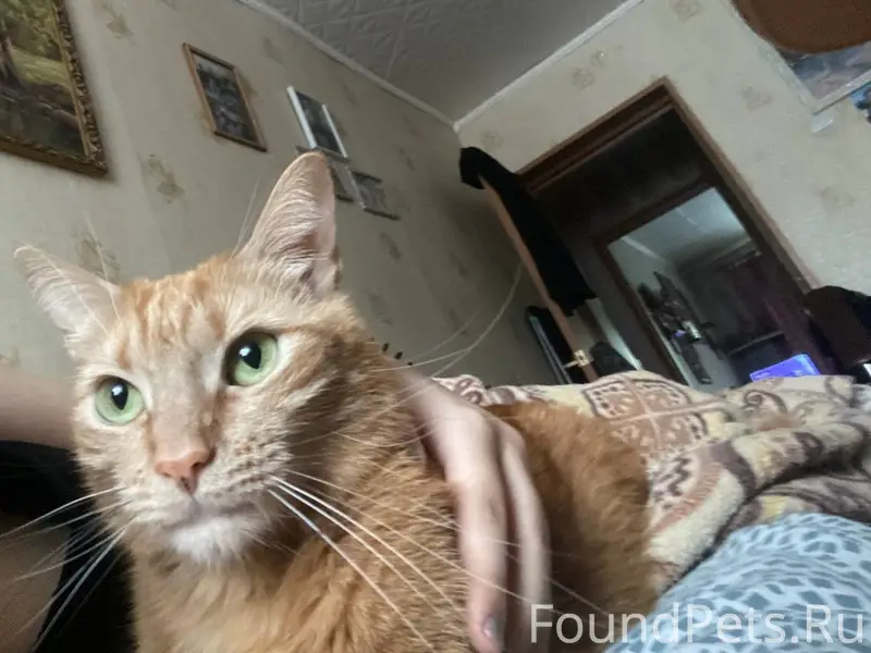 Пропал рыжий кот, ул. Советская,3А