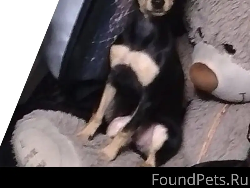 Пропал пёс Бим, Ургун