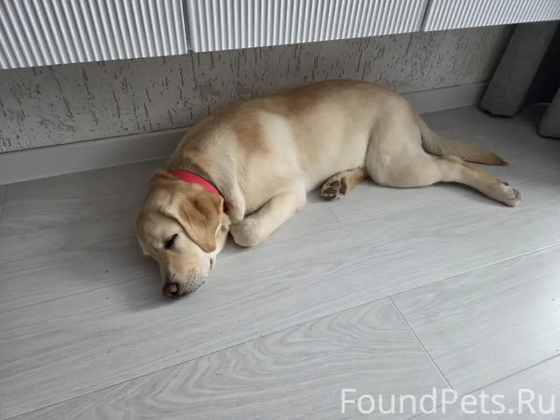 Пропала собака Мия, стоянка Лесная 19