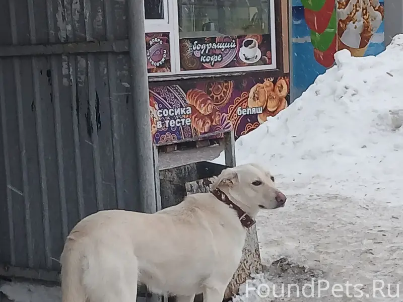 Найден пёс, Верхняя Терраса