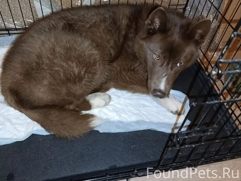 Найден щенок (сука), Мурманское шоссе