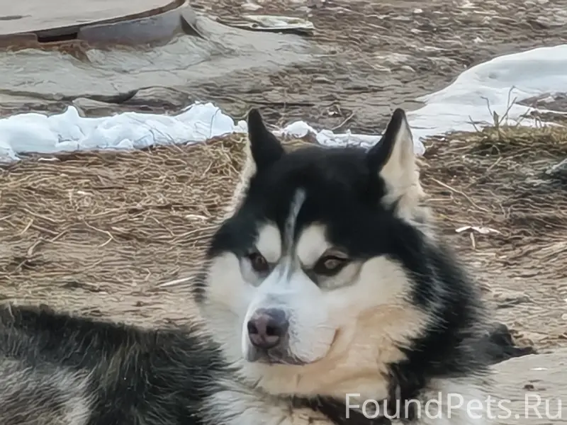Пропала собака, Малеевка, Волго-Донской