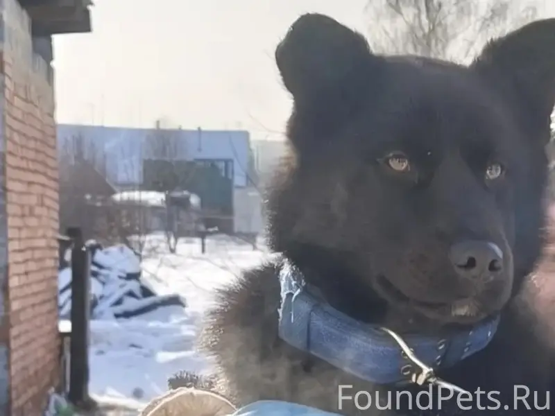 Пропал щенок Баюн, с. Ильинка, Новоильинский район