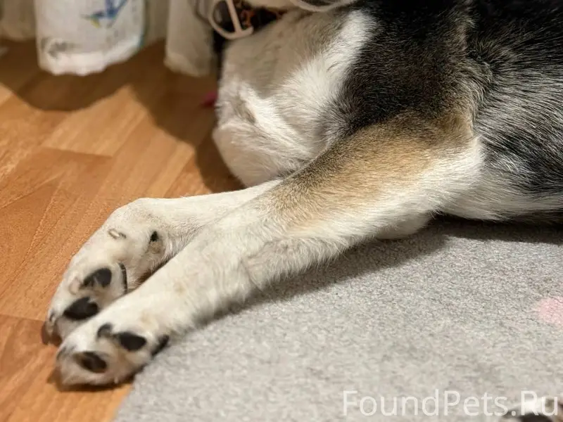 Найден метис Хаски, Челябинск