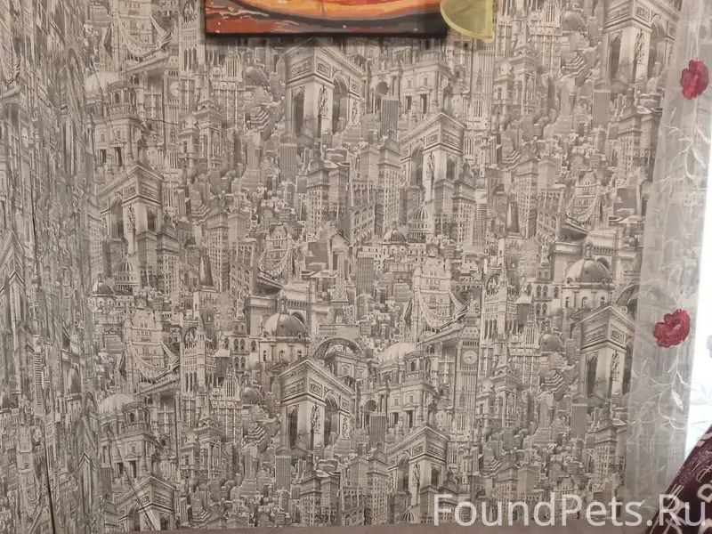 Пропала собака Ася, Торговая сторона и Западный район