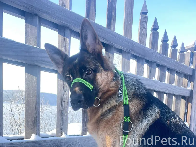 Пропала немецкая овчарка Кайси, Иркутск