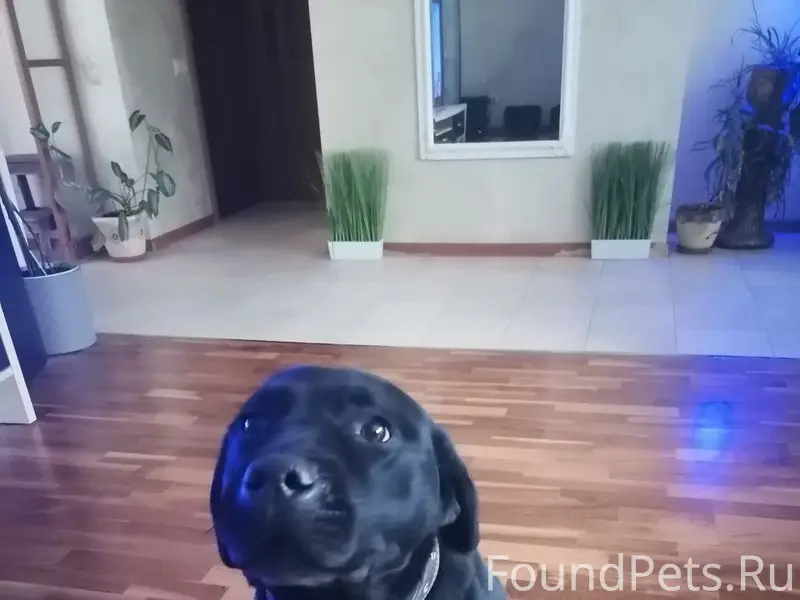 Найден лабрадор, 8 просека